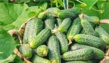 Продам  огурчики домашние.,  только собранные экологически чистые