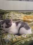 Котёнок вислоухий