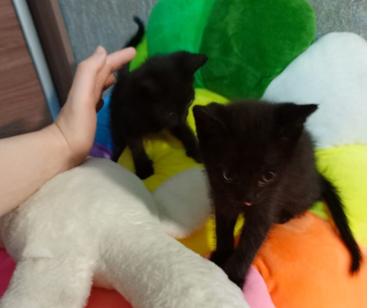 Маленькие котята