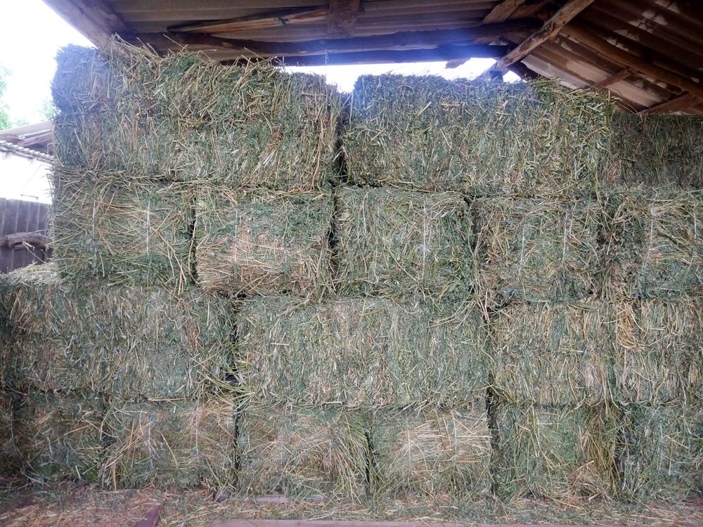 Продаю Тюки Люцерны «Жоңышқа» Меркенский район