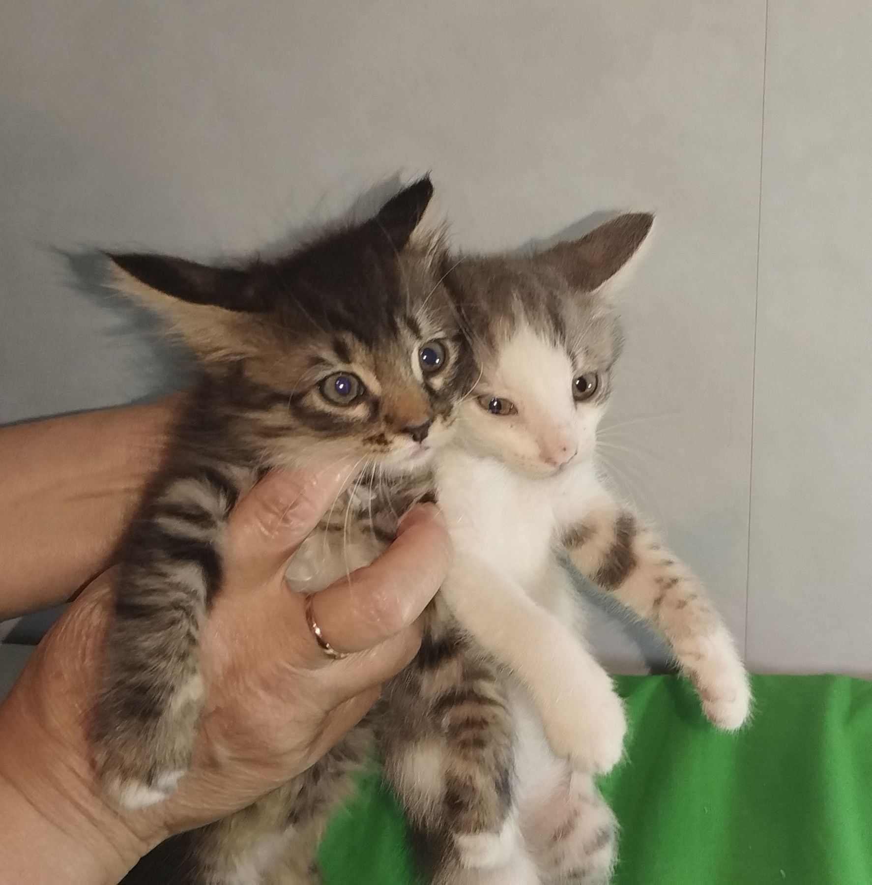 Раздадим котят в добрые руки