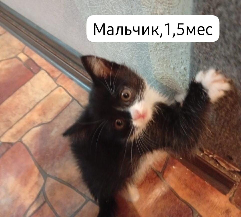 Котята бесплатно