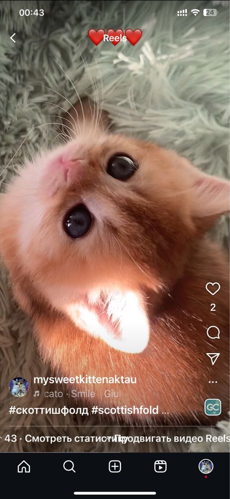 Продам котяток лялечек золотушек шиншиллят.