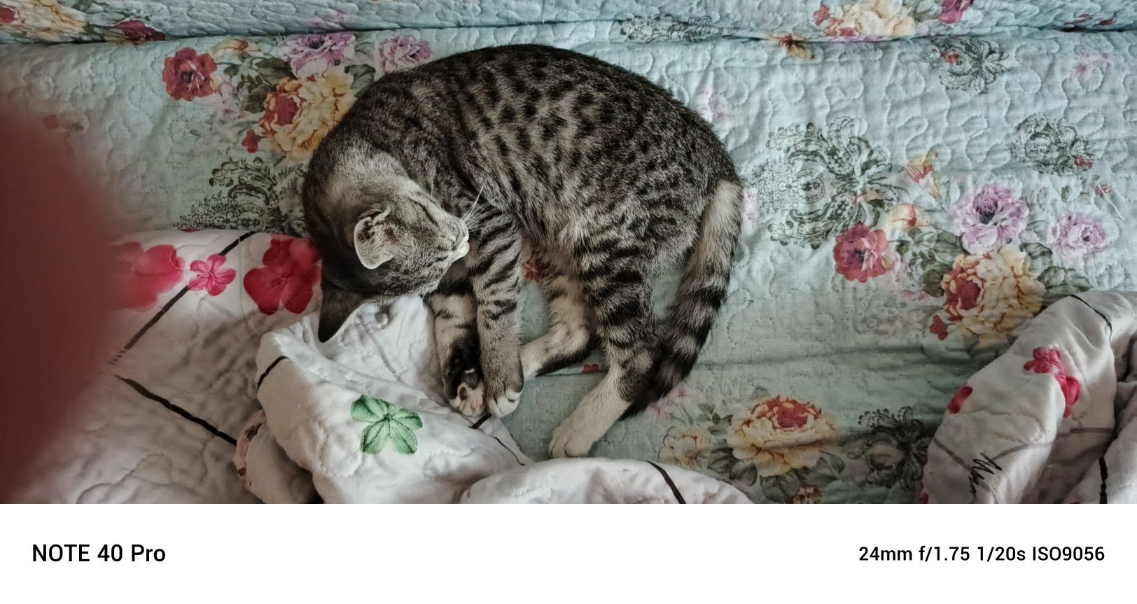 Отдам котенка-подростка