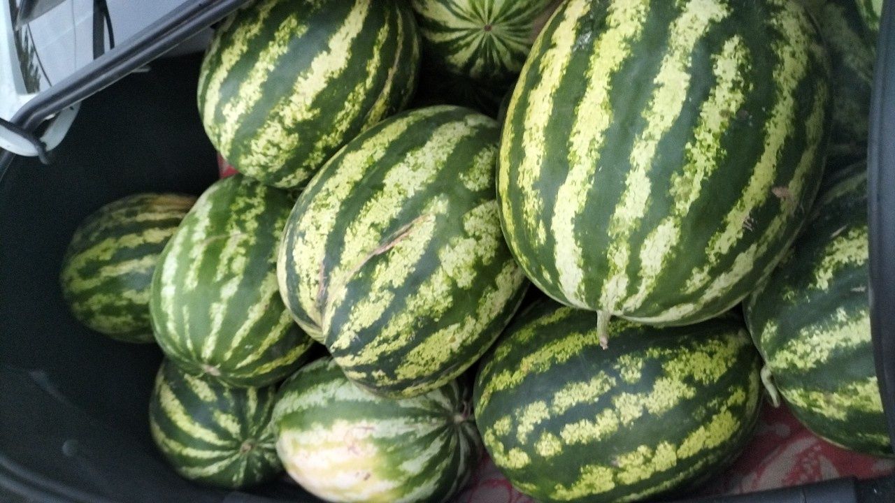 Арбузы и дыни с доставкой на дом Тайпақ 1000%