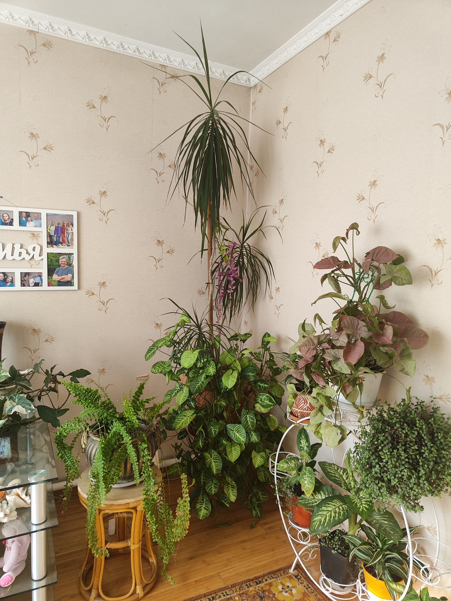 Комнатные цветы.