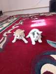 Отдам добрые руки котики
