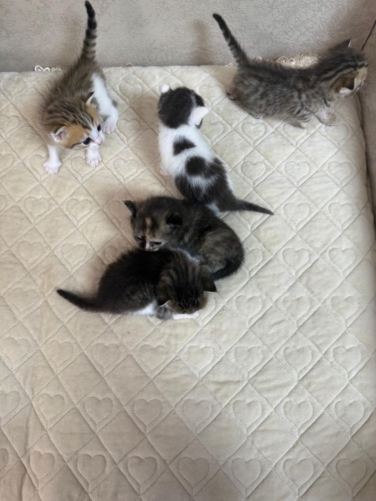 Отдам котят в добрые руки