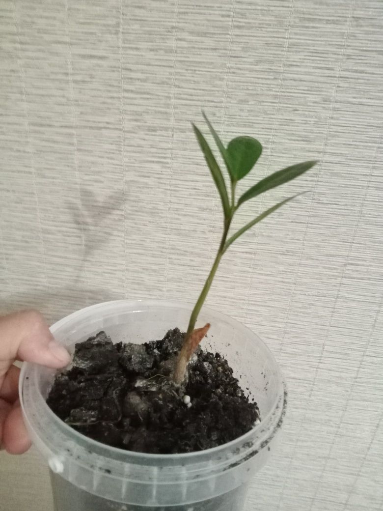 Продам замиокулькас(долларовое дерево) за 1000 тенге