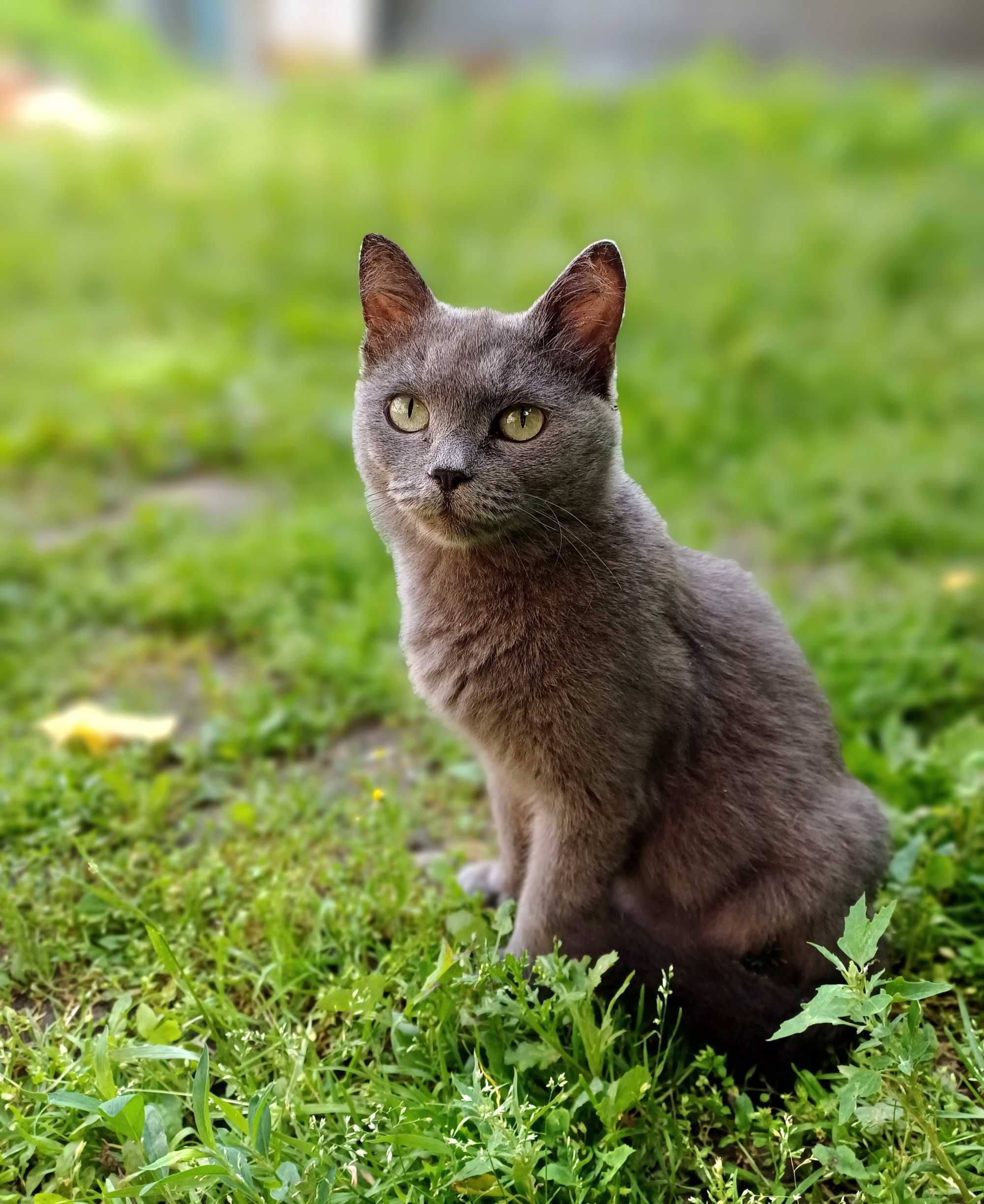 Кошечка Грея ищет самых добрых и ответственных котородителей