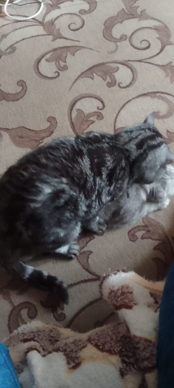 Шотландский котик приглашает на вязку