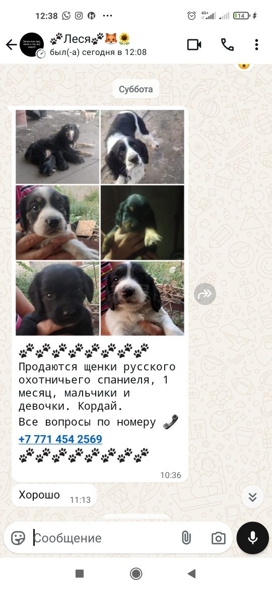 Продам охотничьих спаниели