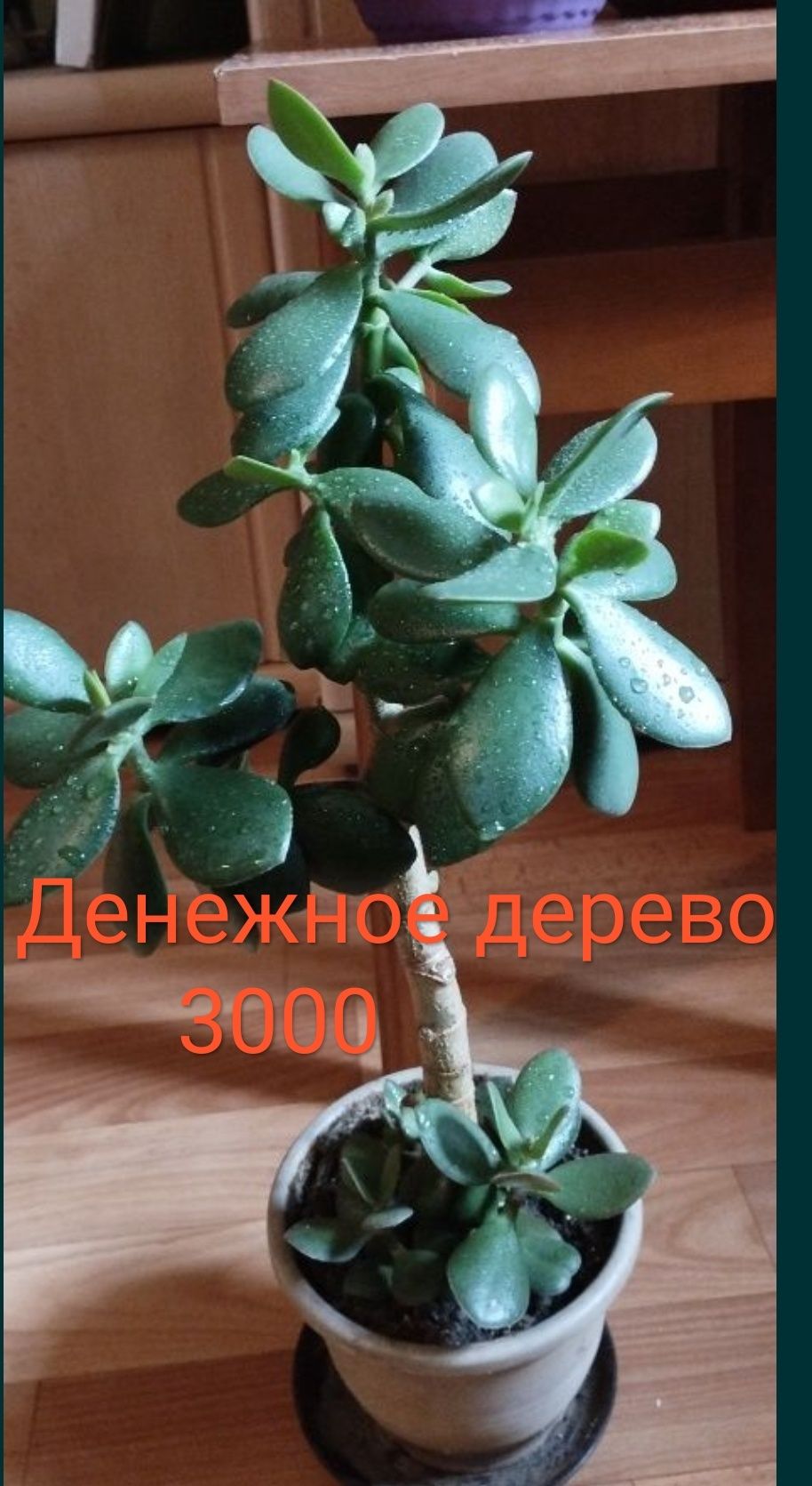 Комнатные цветы , аглаонема ,фикус, женское счастье,денежное дерево ку