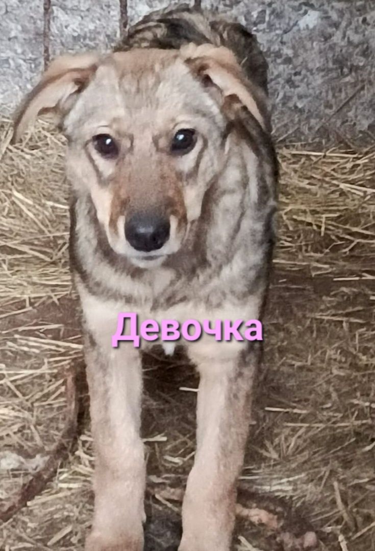 Отдам щенят в ОТВЕТСТВЕННЫЕ руки