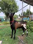 Таза альпи француз теке 100% 1,5жасар Ешкы ешкі коза козы козел