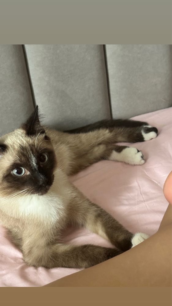 Отдам в хорошие руки Котенка
