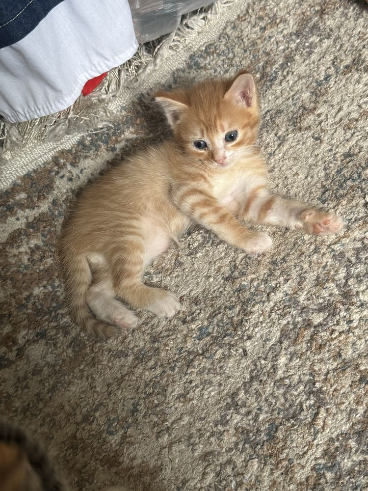 Отдам котят бесплатно