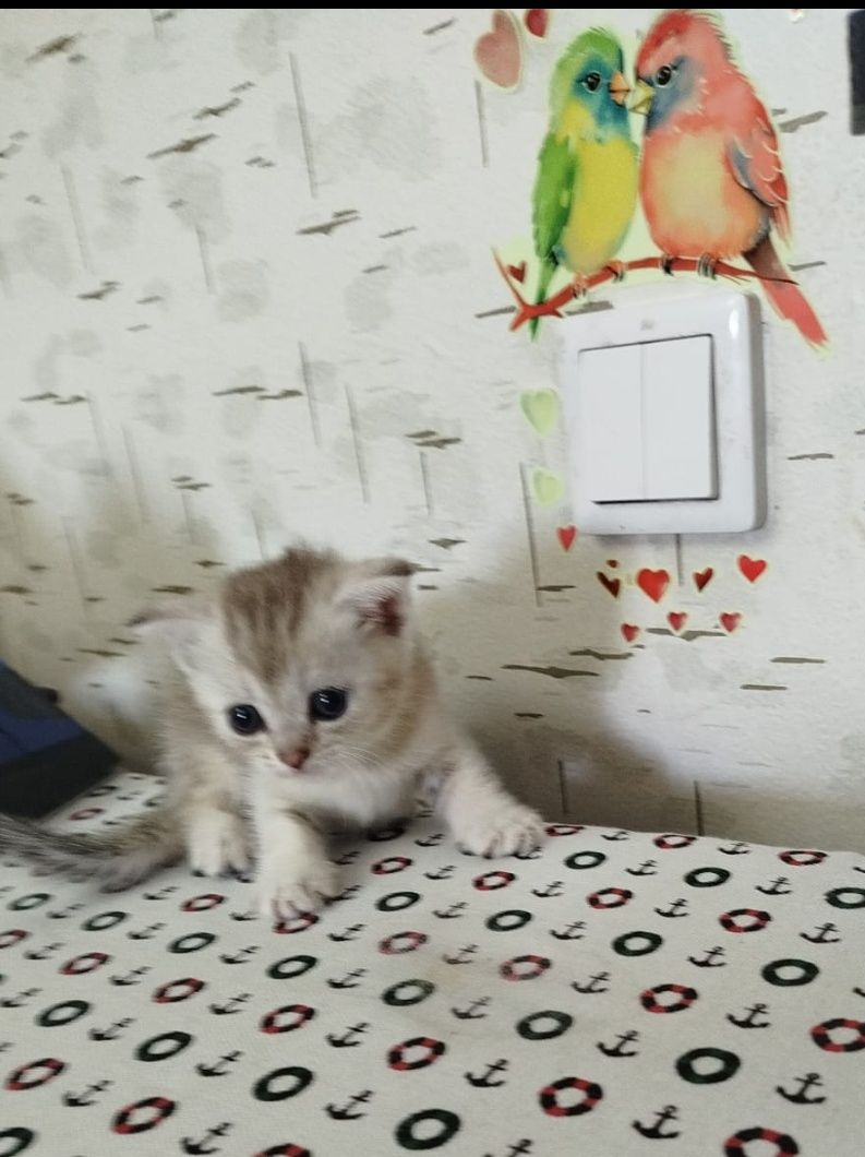 Шотландские котята