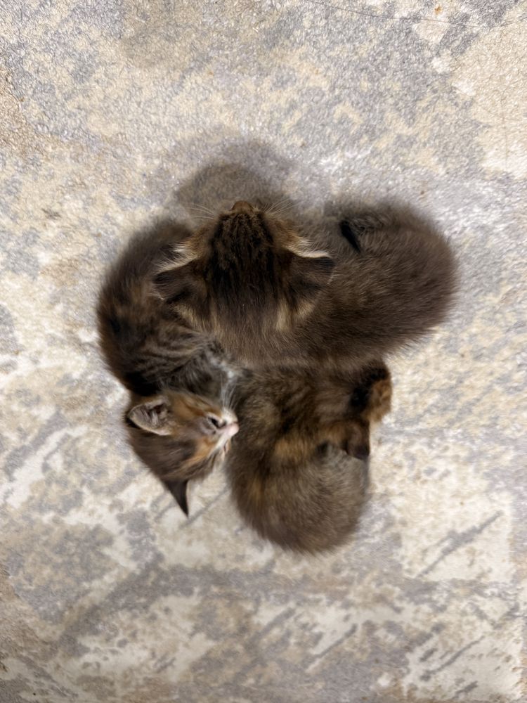 Кошка и котенки продаются