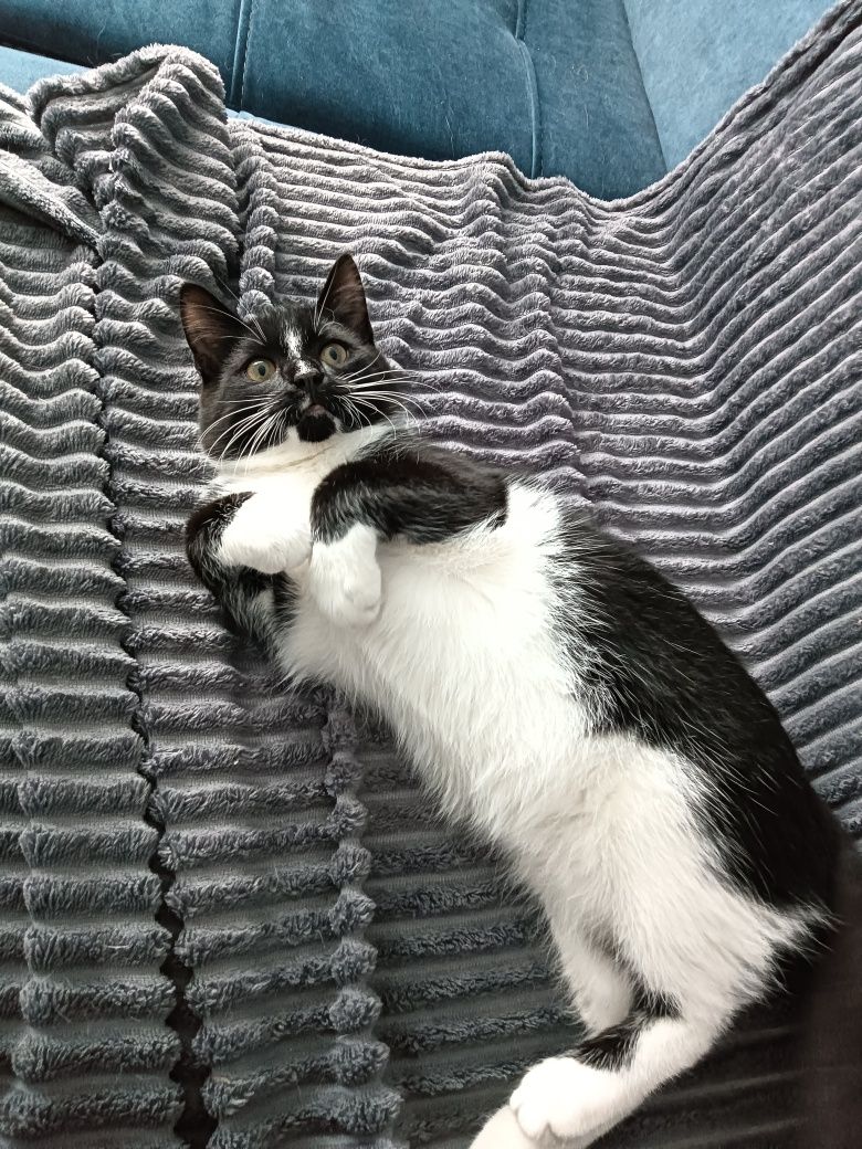 Отдам в добрые руки котёнка