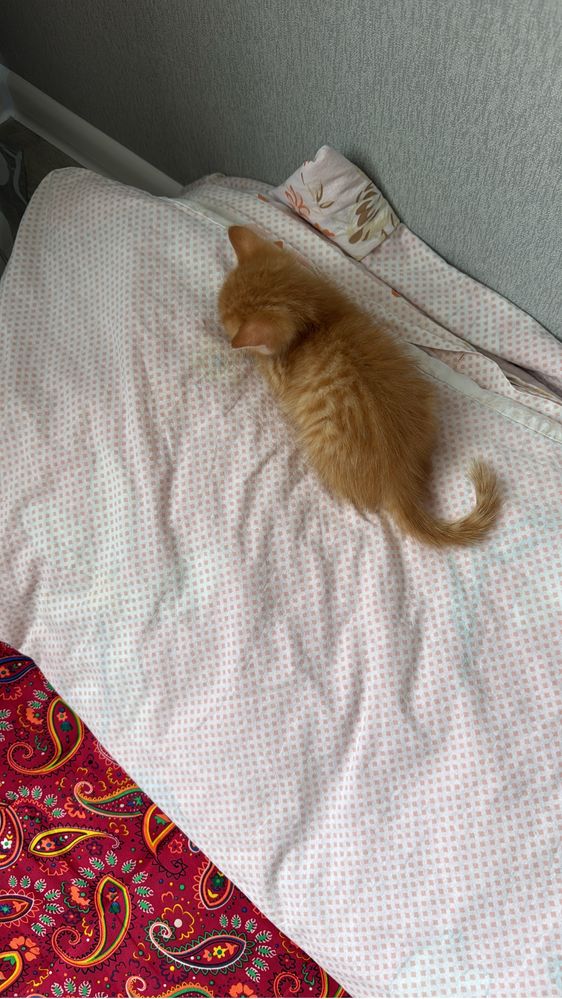Пррдам котенка мальчик шотланский скоттиш