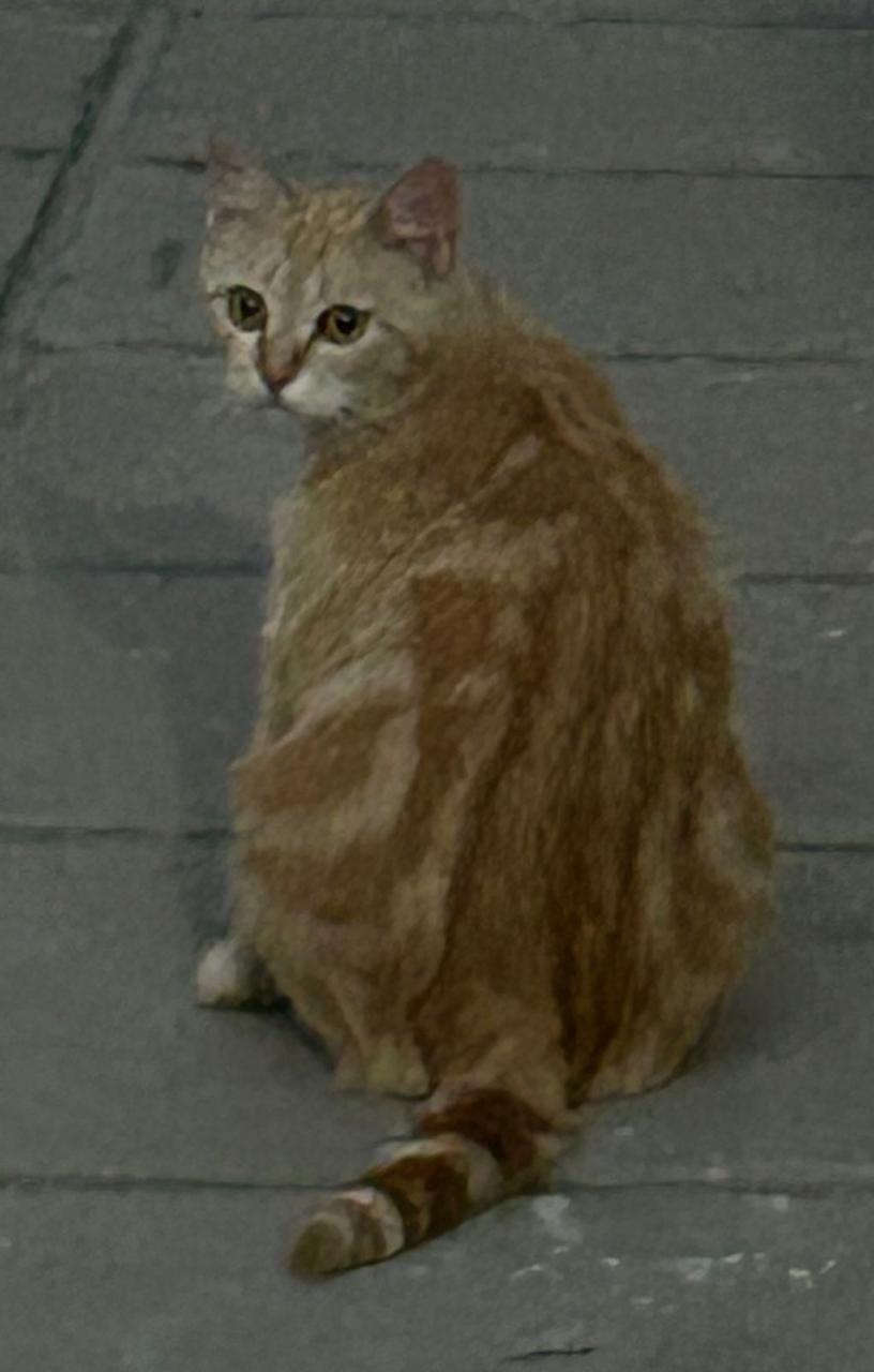 Добрый руки домашние кошки