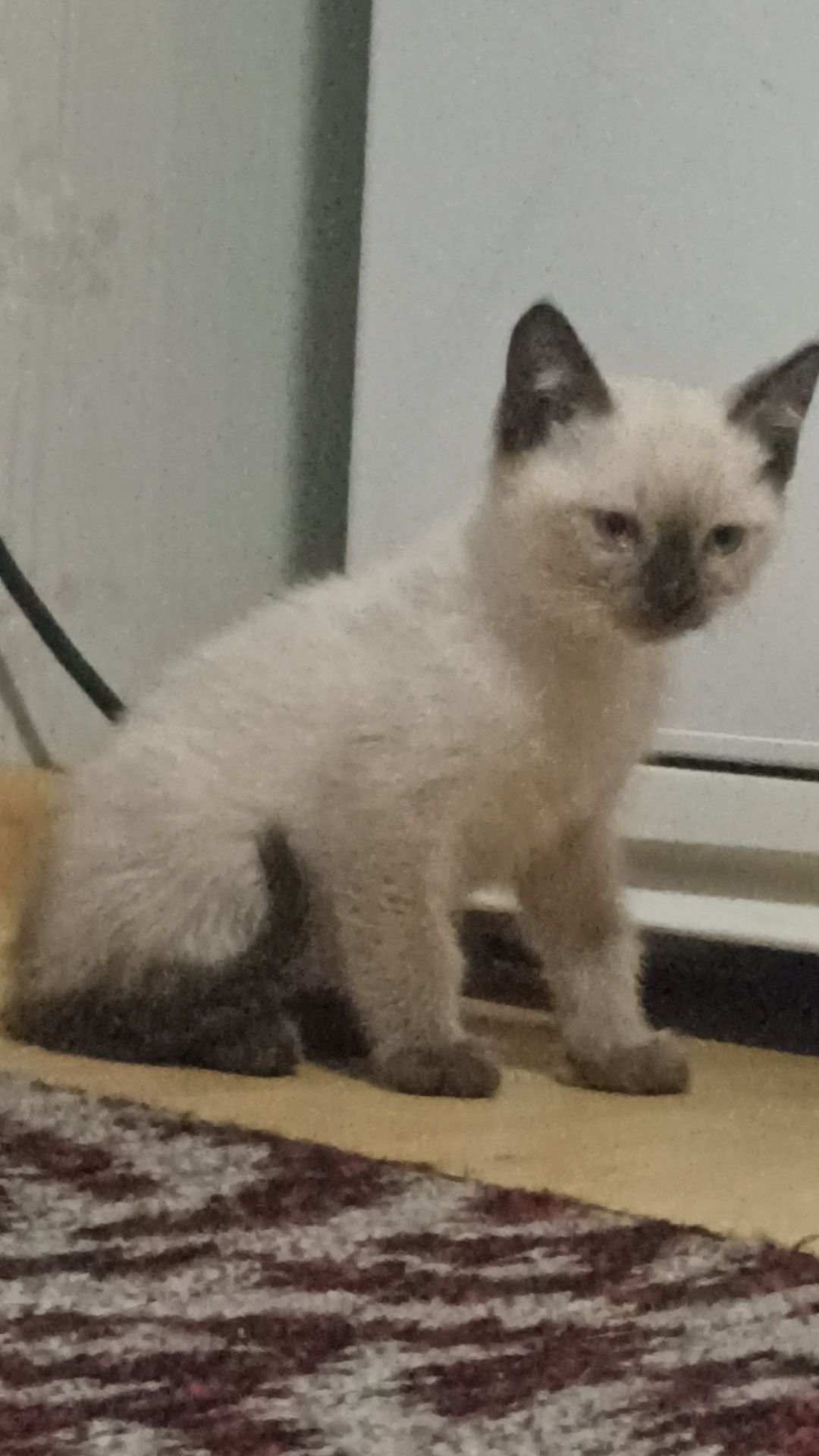 Отдам котят в хорошие руки