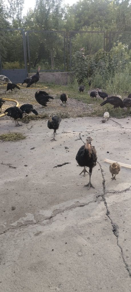 Срочно продам домашних индюшат