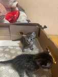 Отдам шотланских котят вислоухие