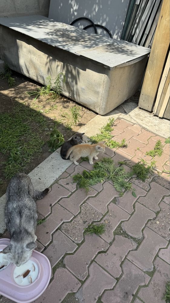 Отдам бесплатно котят хорошые руки званите