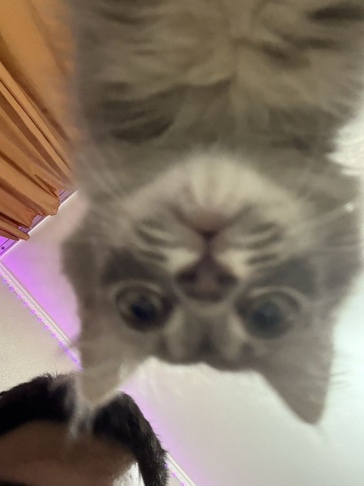 Котенок ищет дом, в хорошие руки