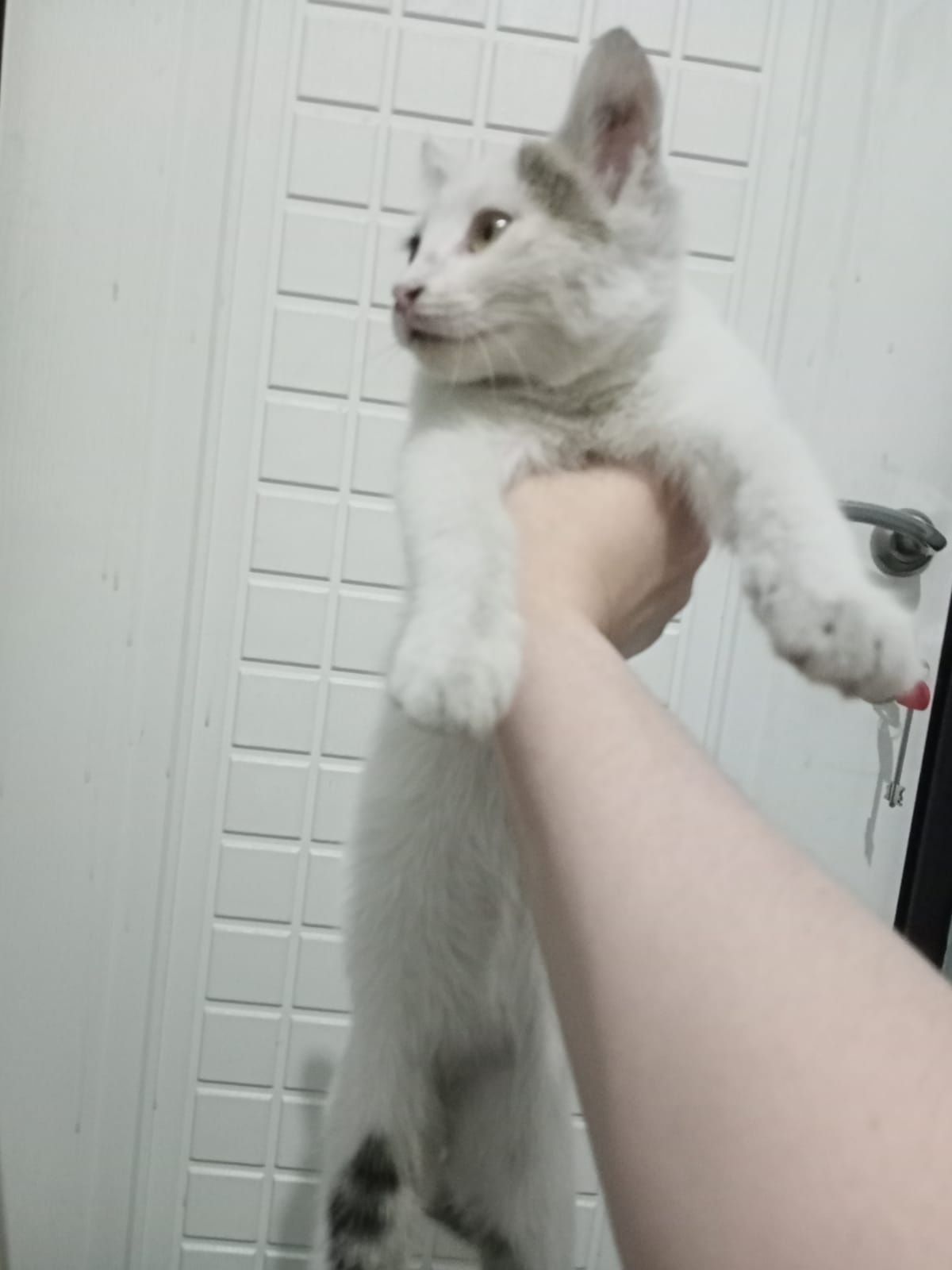 Котенок ищет хозяина/хозяйку