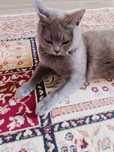 Отдам в хорошие добрые руки котёнка