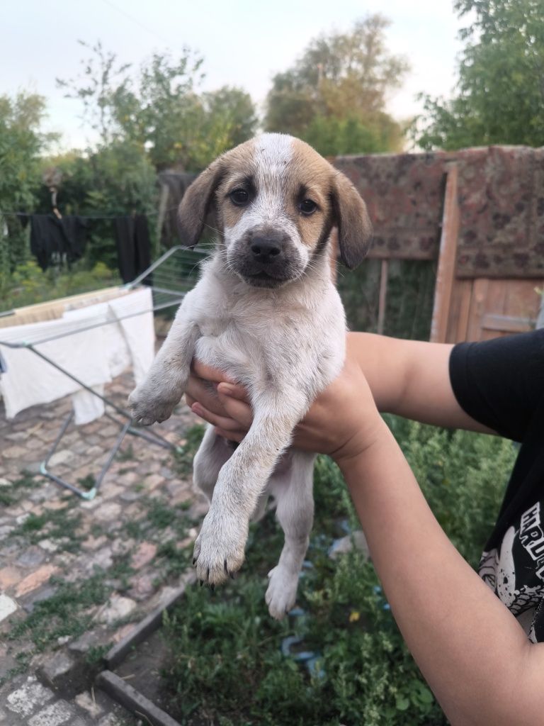 Дарю щенят в хорошие руки