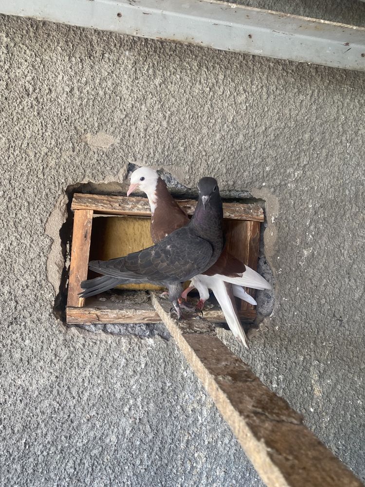 Продам голубей срочно