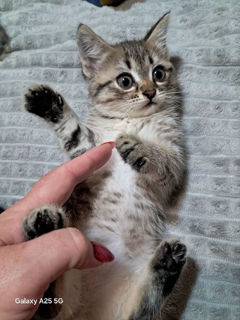 Отдам котят в добрые руки.