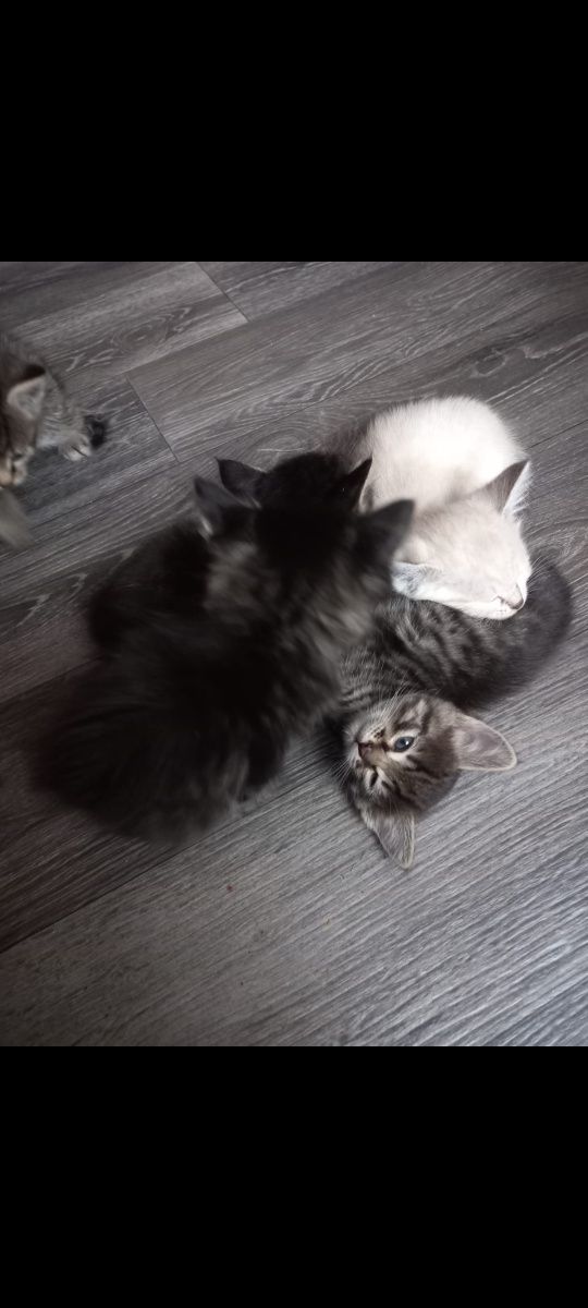 Отдам котят в хорошие руки