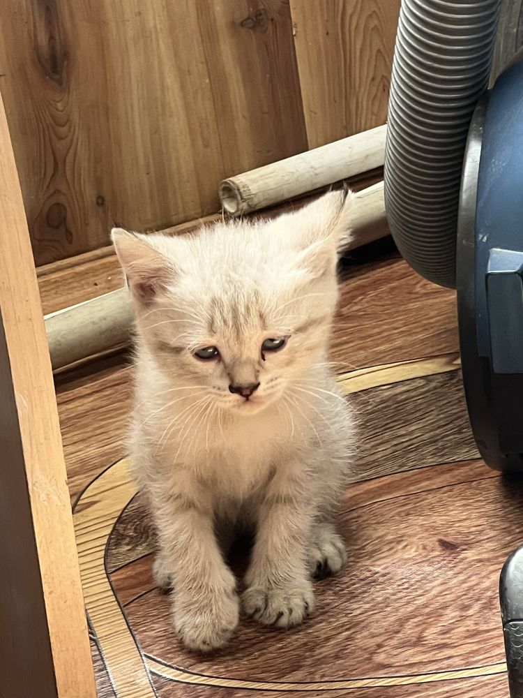Отдам котенка в хорошие руки