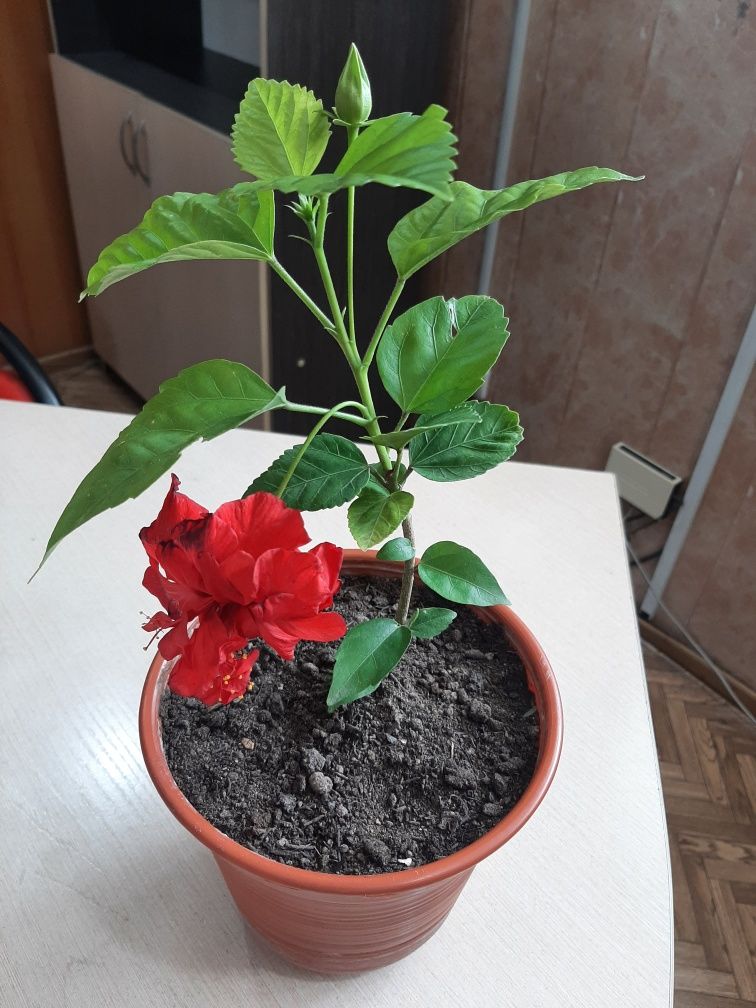 Продам Гибискус комнатный