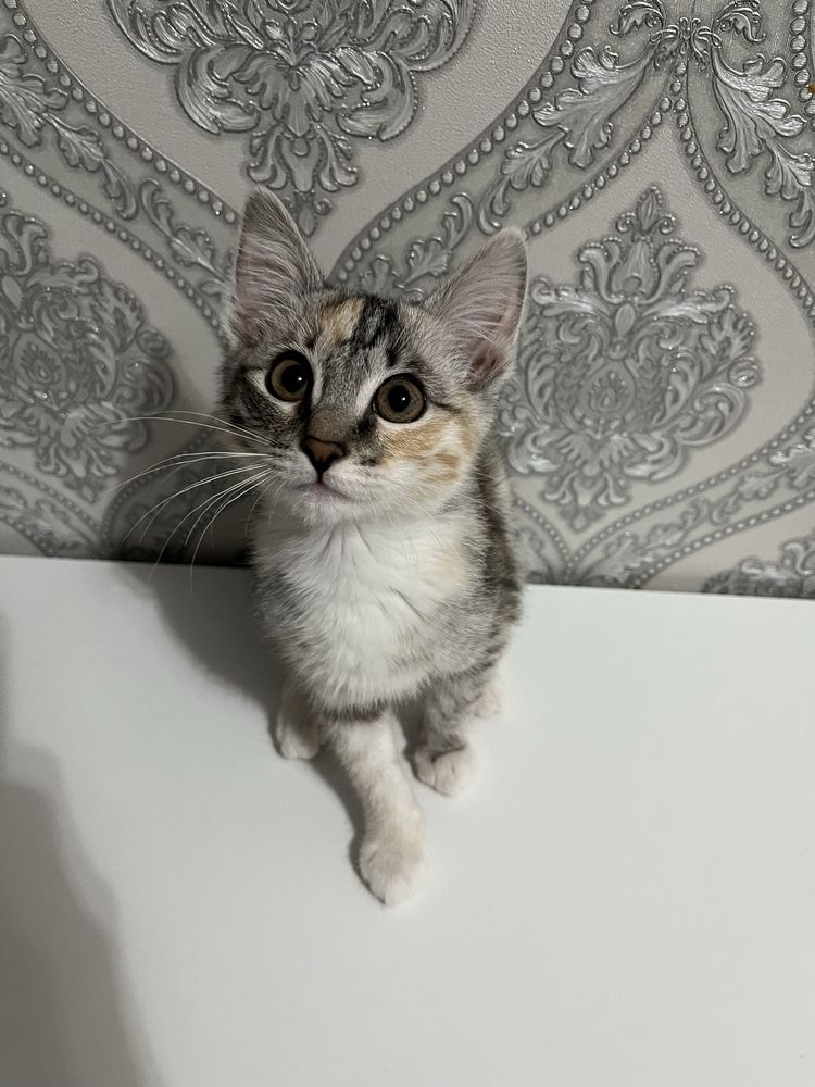 Отдам котёнка в добрые руки