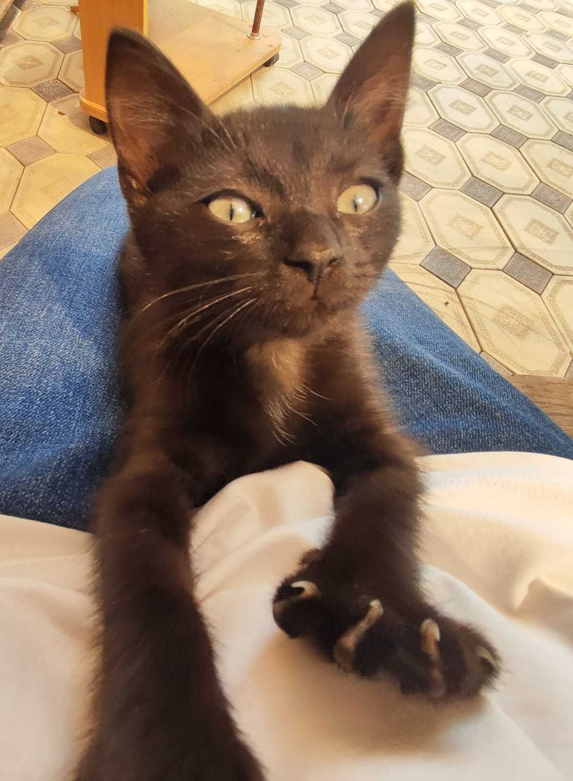 Отдаём котёнка в добрые руки