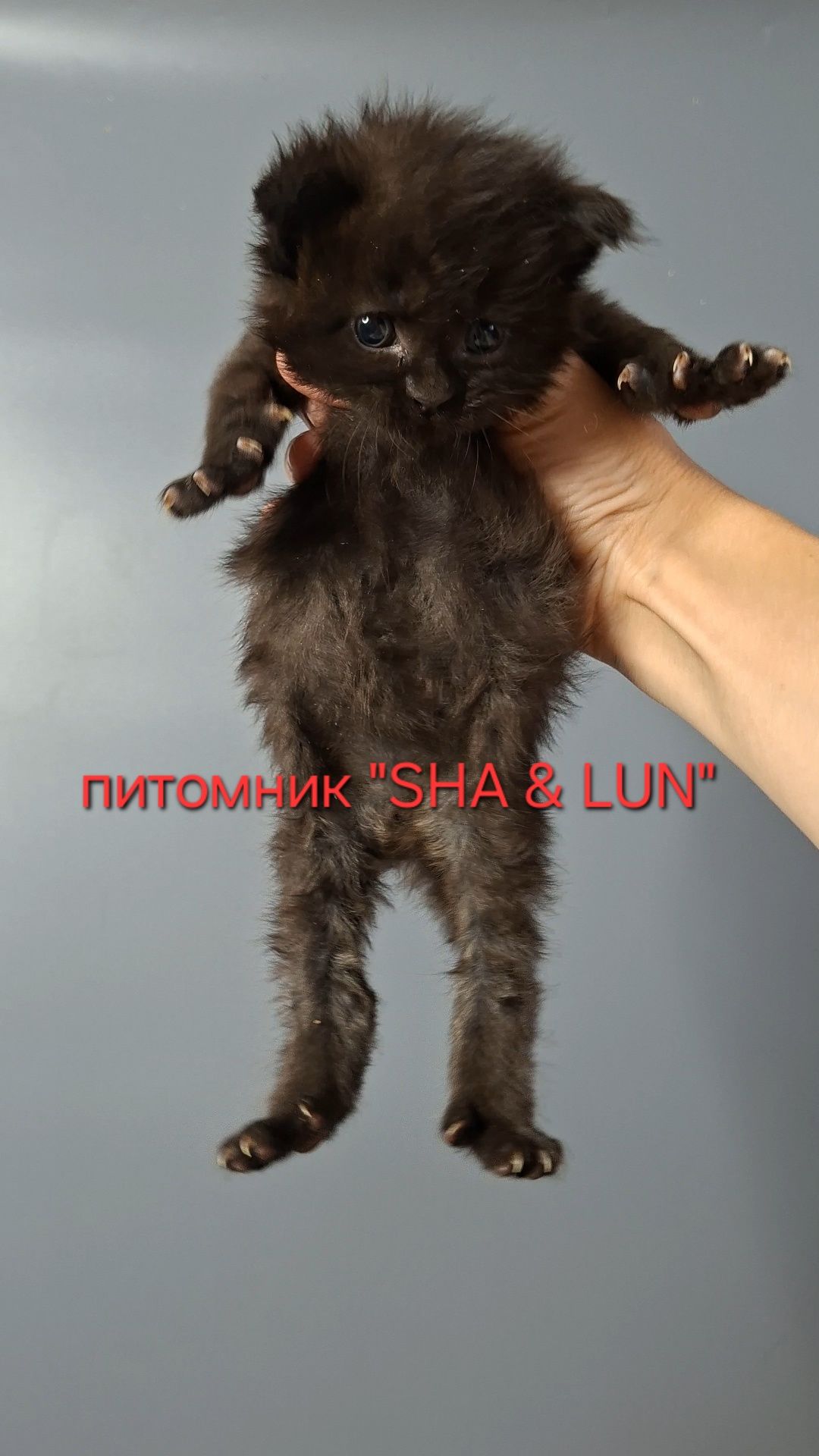 Мейн-куны из питомника.