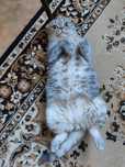 Кот породы скоттиш фолд
