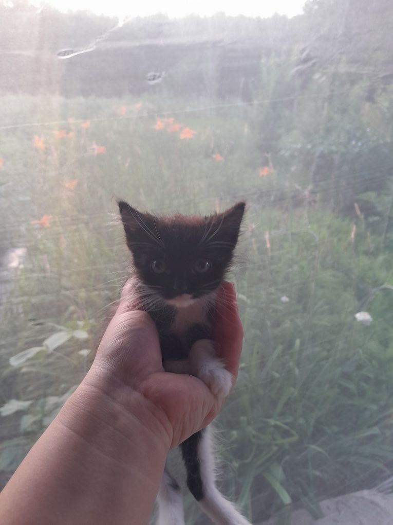 Отдам двух котят в хорошие руки