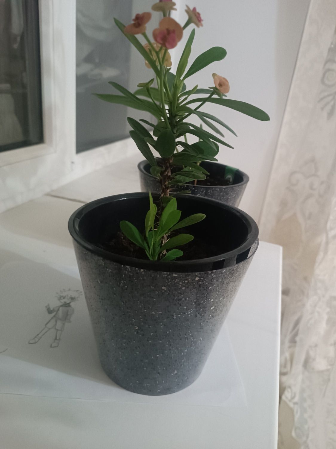 Продам цветы в горшках