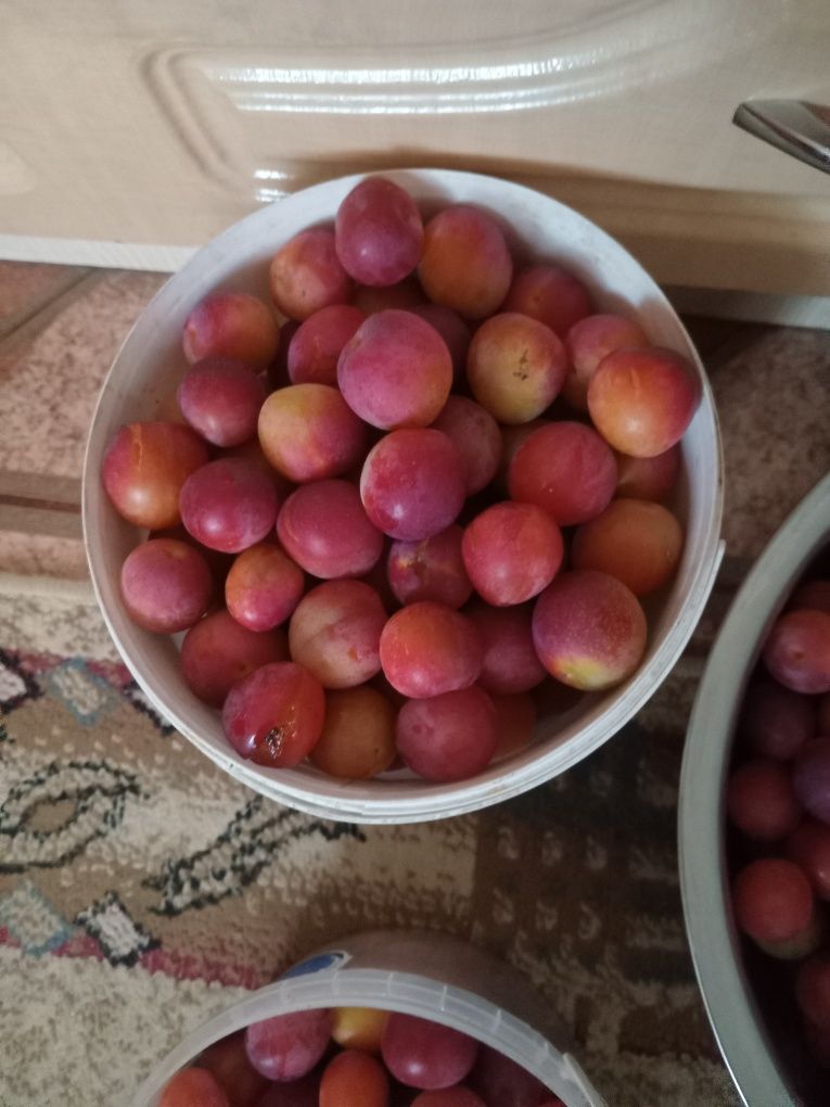 Продам дачную сливу,для приготовления  варенья и кампотов.