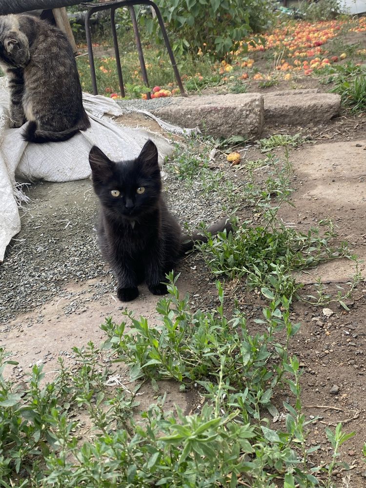 Отдам котят в добрые руки