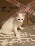 продам породистого котенка.цена:3000тг