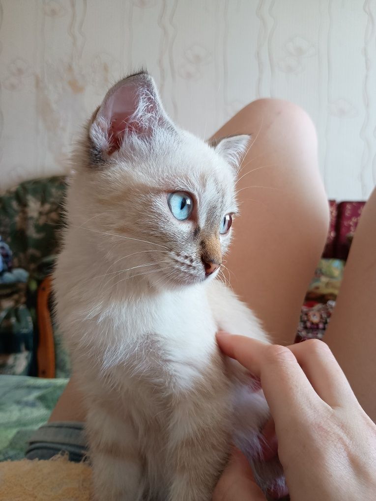 Породистые котятки!!!