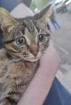 Котик-подросток ищет дом